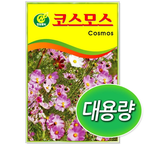 [CNS] ◆대용량 코스모스 100g/300g 꽃씨앗